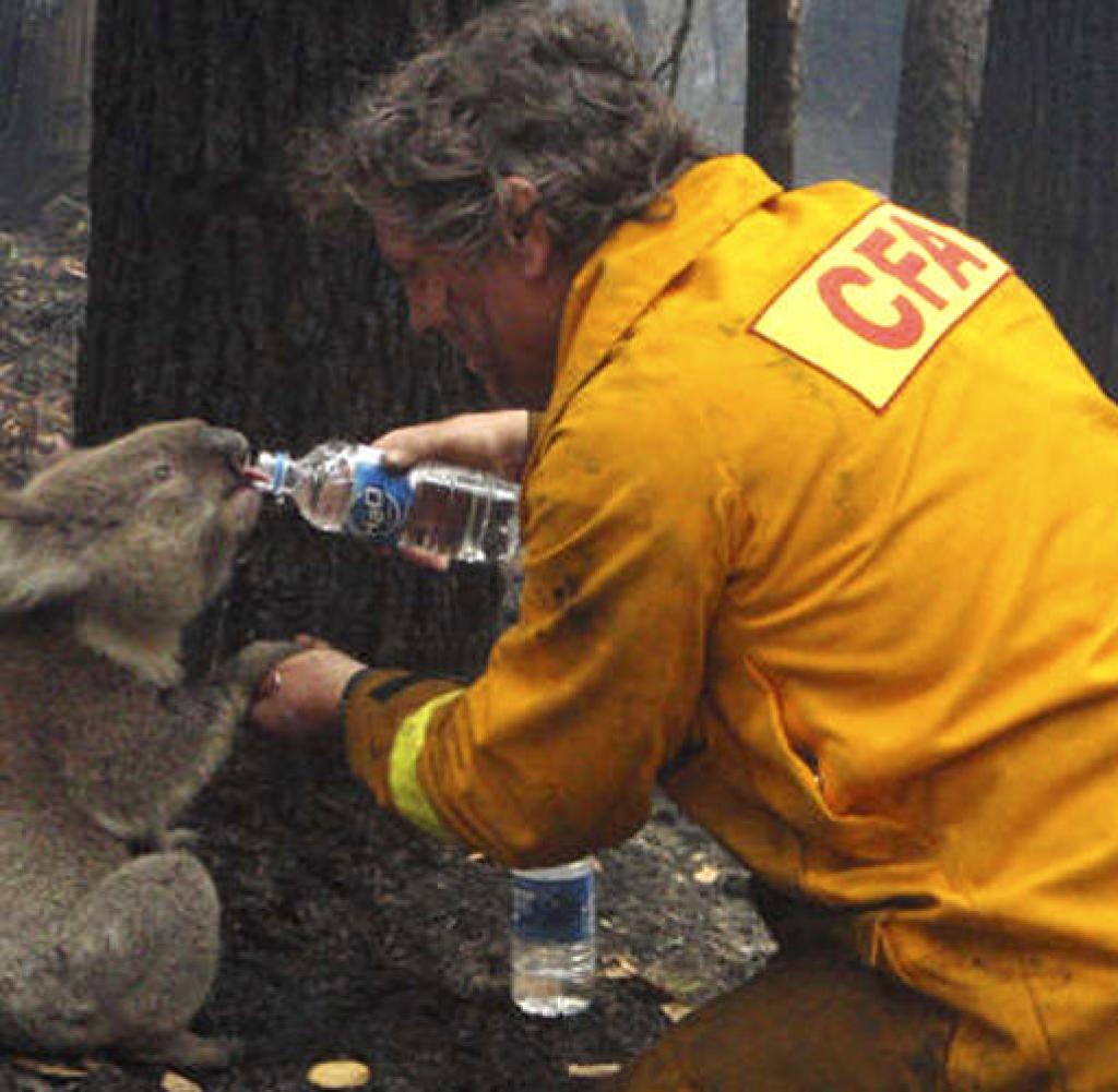 Спасение коалы в Австралии после лесных пожаров
