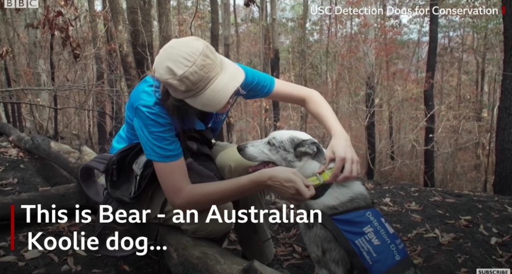 Австралийский пес "Медведь", спасатель коал